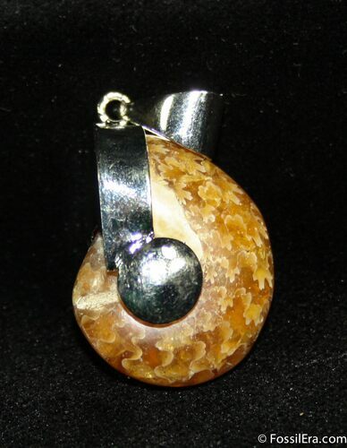 Whole Polished Ammonite Pendant #1203